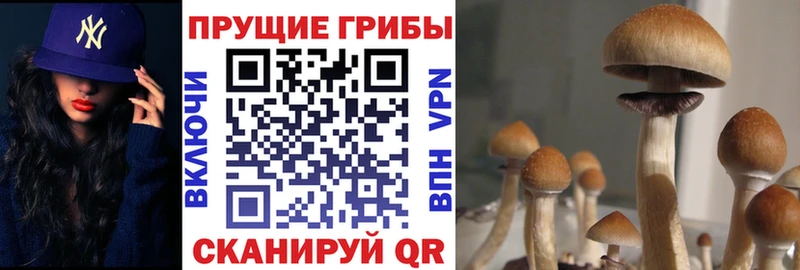 закладка  мега   Галлюциногенные грибы Psilocybine cubensis  Льгов 
